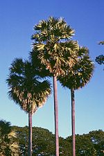 Gwez palm ronie Borassus flabellifer, India
