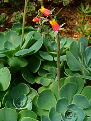 Echeveria gibbiflora[англ.]