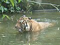 Harimau di dalam air di Zoo Negara, Malaysia.