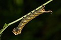 19. Az Acherontia nembe tartozó lepkék egyik fajának lárvája (Kadavúr, Kerala, India) (javítás)/(csere)