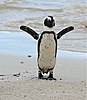 4/10 2020 Veckans Tävling Sydafrika: Deltagarpris: En sydafrikansk pingvin.