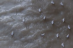 کاکایی‌ها در بستر رودخانه کور در تفلیس پایتخت گرجستان