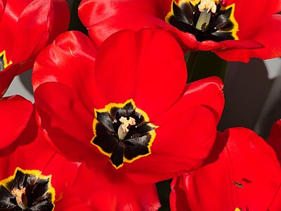 Big red tulips