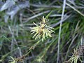 Flor mascle de Carex halleriana