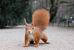 Third place: Red Squirrel with pronounced winter ear tufts in the Hofgarten in Düsseldorf Ray eye (CC-BY-SA-2.0-DE)