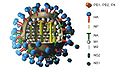 Influenzavírus 3 dimenziós modellje