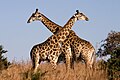 14. Zsiráfok (Giraffa camelopardalis) küzdelme az Ithala Vadvédelmi Területen (KwaZulu Natal szövetségi tartomány északi része, Dél-afrikai Köztársaság) (javítás)/(csere)