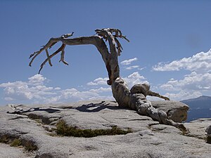 The dead Jeffery Pine in 2001