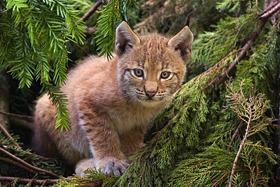 Lynx lynx (mladi ris)