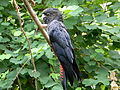 Karrak (Red Tailed Black Cockatoo)