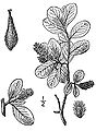 Salix × waghornei