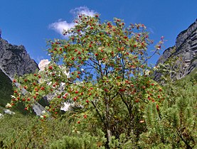 European rowan (Sorbus aucuparia)