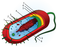 Average prokaryote cell numbered.svg