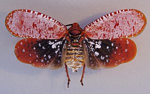 Aphaena submaculata