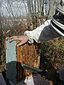 Arılar bir üfleyiciyle petekten arındılıyor.