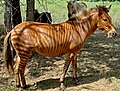 Zebra ♂ x Equus caballus ♀