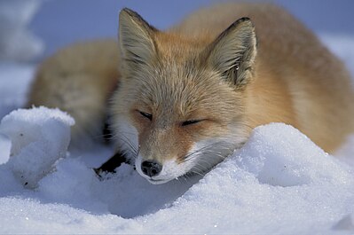 Fox laying in snow
