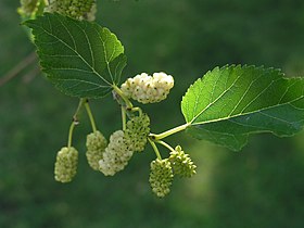 leaves and fruit of a white mulberry (Morus alba)