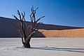 14. Elszáradt Vachellia erioloba a Namib-sivatag egy kiszáradt tavában (Namíbia) (javítás)/(csere)