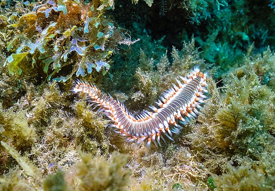 Bearded fireworm (Hermodice carunculata) at Garajau Marine Nature Reserve, Madeira Island, by Diego Delso (CC BY-SA 4.0)