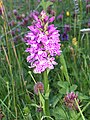 Image 13A Hebridean spotted orchid in machair on Lewis Credit: Etherp