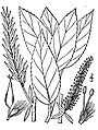 Salix myricoides