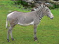 Grévy's zebra