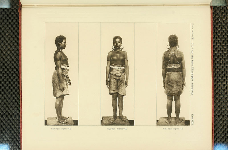 File:Nova Guinea - Vol 3 - Plate 47.jpg