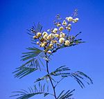 Arten Acacia berlandieri.