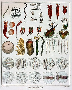 plansje med tegninger av mikroskopiske amimalcula oppdaget av Anton van Leeuwenhoek