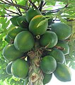 Papayatre med umogen frukt