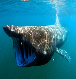 Tubarão-elefante (Cetorhinus maximus). (definição 1 984 × 2 089)