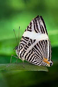 Nymphalidae familyasına katılan bir kelebek türü olan "Colobura dirce". (Üreten: Richard Bartz)