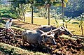 Plowing with water buffalo