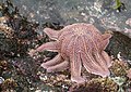 File:Reef starfish (Stichaster australis) doing push-ups.jpg
