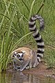 13. Gyűrűsfarkú maki (Lemur catta) (Andasibe, Mananara Avaratra, Madagaszkár) (javítás)/(csere)