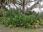 Among live oak and sabal palmetto in habitat, Punta Gorda, Florida