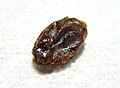 A single Winn-Dixie seedless raisin