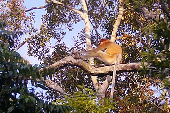 Female proboscis monkey (Nasalis larvatus)
