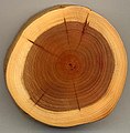 A section of a Yew branch showing 27 annual growth rings, pale sapwood and dark heartwood, and pith (centre dark spot). The dark radial lines are small knots.]]