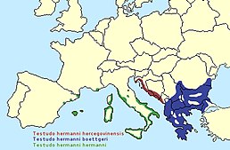 Поширення черепахи балканської (Testudo hermanni hercegovinensis на сьогодні не вважається підвидом)