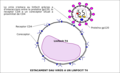 2- Lo virüs s'estaca a un linfocit T4 gràcias a d'interaccions entre la proteïna virala gp120, lo receptor CD4 e un coreceptor (generalament CXCR4 dins lo cas d'un linfocit T4)