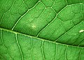 Zeleni list, izvor kisika na zemlji