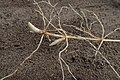 スズラン (キジカクシ科) の根茎