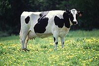 Sapi Holstein
