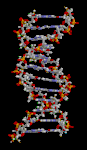 Strukturen i et DNA