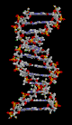 סליל DNA