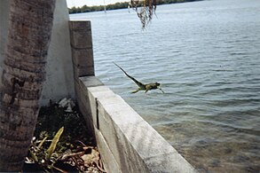 Iguana yang tersesat di Everglades, Florida