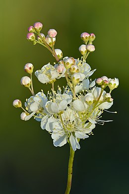 Filipendula vulgaris by Ivar Leidus