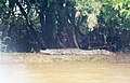 Spectacled caiman, Guaratico River, Venezuela